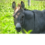 #TEAM DONKEY