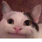 Popcat_armyonly