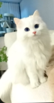 ~ | kwitty cats | ~