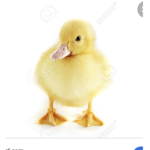 Save the ducks plz!!
