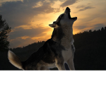 Dire wolf studios
