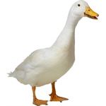 The mysterious duck squad