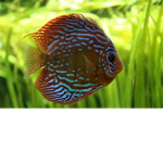 Fishy Army! We fight Aliens.