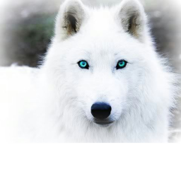 White wolf place