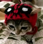 eeywaa