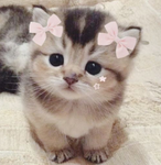 kittyheartss