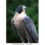 perigrine falcons
