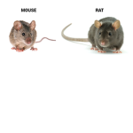 Mouses and rats unite
