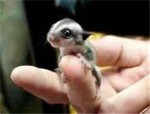 Sugar Gliders <3