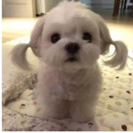 Pet parents