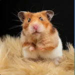 TheLovelyHamsters