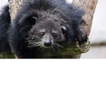 The Bear Cat Army