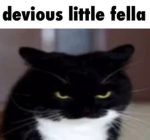 KITTYS YIEEEEE