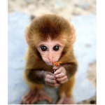Dancing monkeys dodado