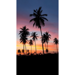Sunset Squad/fan group