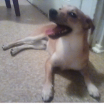 My dog coco