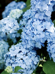 FLOWERUHS
