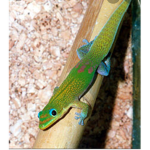 The Geko Group