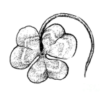 Three Leaf Clover clothes