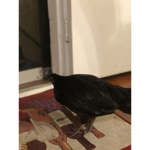 Chicken army and Turkey