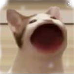 P-s-z-e-k-ą-s-k-i pop cata