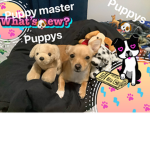 Mysterious puppy group