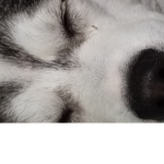 dog is taken