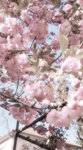 Kind flowers !