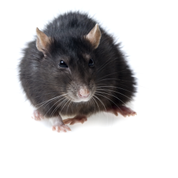 rat training