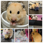 Yoda hammy