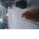 Littile red chicken