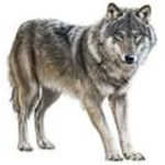 The Ruler Wolves