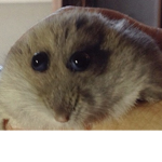 Joeyandtheheagehog fan group