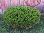 Grungy Bushes Official Group