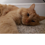 Ginger Rulez