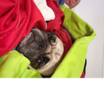 Lolathepug