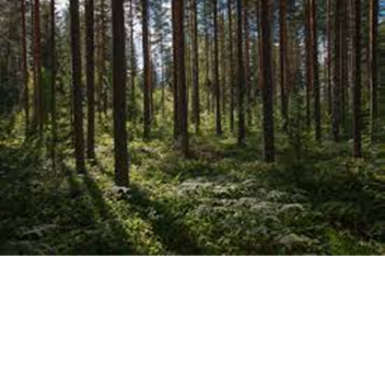 Forest of Kazakhstan