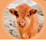 Cat cow group :)