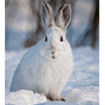Artic bunnys!