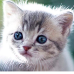 Cat Fofis