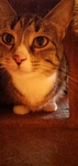 Dr. Cats clinic