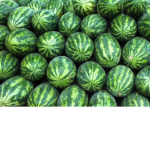 wAtErMeLoN ArMy :>