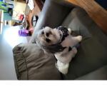 Biscuit is my dog