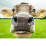 cow poggers