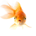 sweat fish