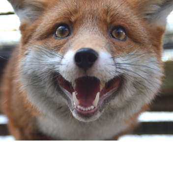 Fox Hangout (WHAT DOES THE FOX SAY?)