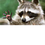 Racoons Community