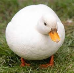 navy of royal ducks