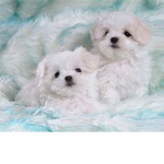 Root for Puppies!<3