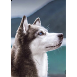~The Wolf Pack-